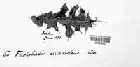 Puccinia punctiformis image